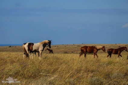 Jangul - un monument unic al naturii