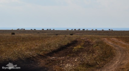 Jangul - un monument unic al naturii