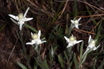 Edelweiss edelweiss - plante medicinale