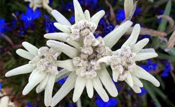 Edelweiss - horoscoape, previziuni, sfaturi