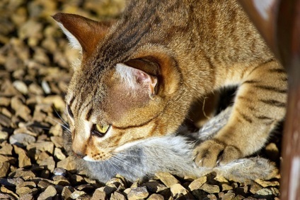 Egyptian Mau fotografie (12 poze)