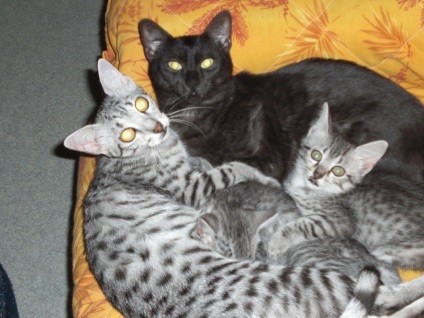 Egyptian Mau fotografie (12 poze)