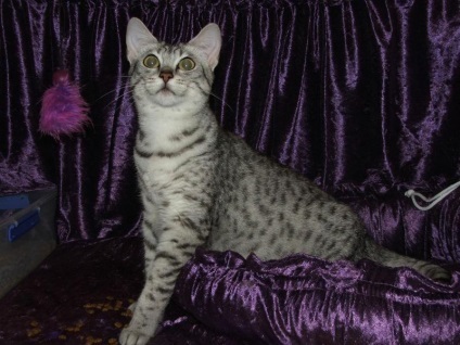 Egyptian Mau fotografie (12 poze)