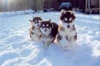 Excursii la grădinița Husky