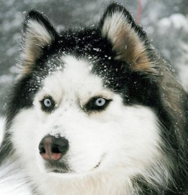 Excursii la grădinița Husky