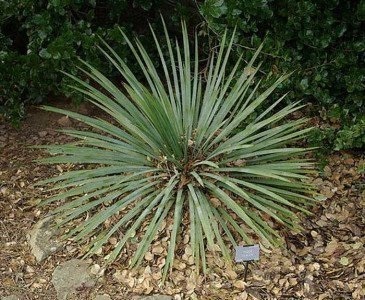 Exotica yucca - grădină regină, decorativă și nemanipulantă