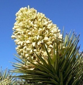 Exotica yucca - grădină regină, decorativă și nemanipulantă