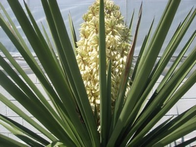 Egzotikus yucca - kert királynő, dekoratív és igénytelen