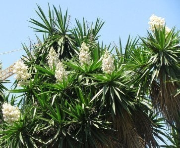 Exotica yucca - grădină regină, decorativă și nemanipulantă