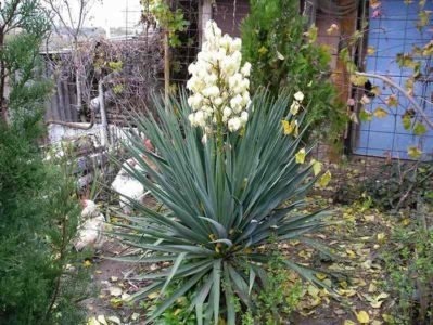 Egzotikus yucca - kert királynő, dekoratív és igénytelen