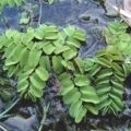 Elodea - reproducere, plantare și îngrijire