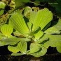 Elodea - reproducere, plantare și îngrijire