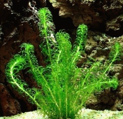 Elodea - reproducere, plantare și îngrijire