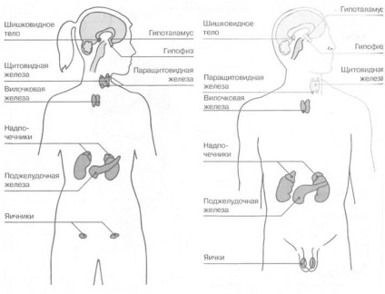 Az endokrin rendszer (agyalapi hormon) endokrin rendszer