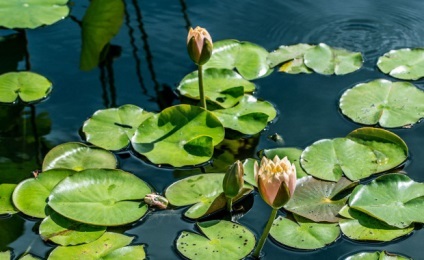 Enciclopedia de plante