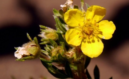 Enciclopedia de plante