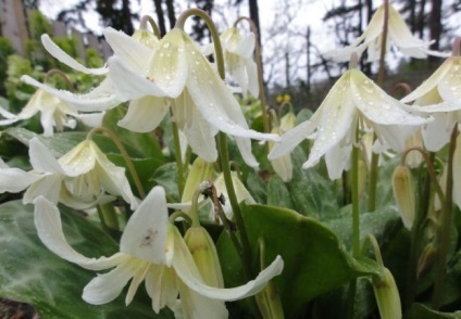 Erythronium (75 fotografii) descriere, plantare și îngrijire, aplicație în design peisagistic