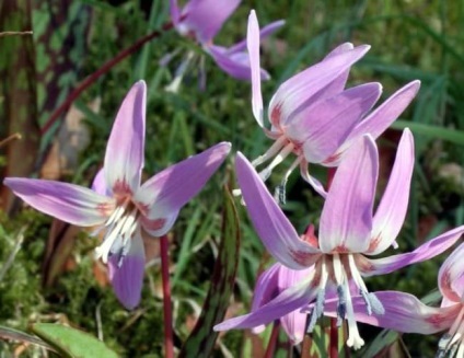 Erythronium (75 fotografii) descriere, plantare și îngrijire, aplicație în design peisagistic