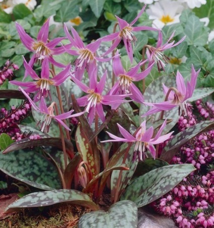 Erythronium (75 fotografii) descriere, plantare și îngrijire, aplicație în design peisagistic