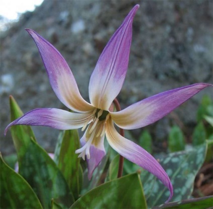 Erythronium (75 fotografii) descriere, plantare și îngrijire, aplicație în design peisagistic