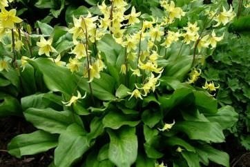 Erythronium (75 fotografii) descriere, plantare și îngrijire, aplicație în design peisagistic