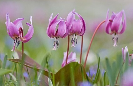 Erythronium (75 fotografii) descriere, plantare și îngrijire, aplicație în design peisagistic