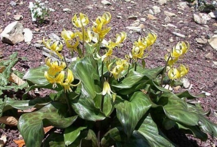 Erythronium (75 fotografii) descriere, plantare și îngrijire, aplicație în design peisagistic