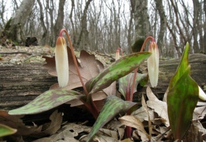 Erythronium (75 fotografii) descriere, plantare și îngrijire, aplicație în design peisagistic