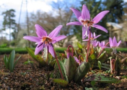 Erythronium (75 fotografii) descriere, plantare și îngrijire, aplicație în design peisagistic