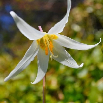 Erythronium (75 fotografii) descriere, plantare și îngrijire, aplicație în design peisagistic