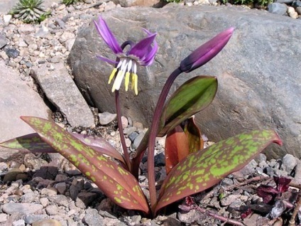 Erythronium (75 fotografii) descriere, plantare și îngrijire, aplicație în design peisagistic