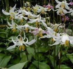 Erythronium (75 fotografii) descriere, plantare și îngrijire, aplicație în design peisagistic