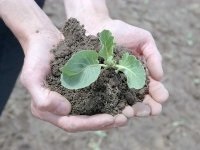 Ще раз про вирощування розсади овочів - фазенда-онлайн