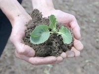 Încă o dată, despre cultivarea răsadurilor de legume - hacienda-online