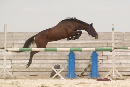 Etape de dezvoltare a unui cal competitiv de către clubul de vîrstă - ecvestru - shostka