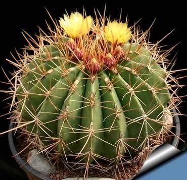 Ferocactus, ápolási otthon