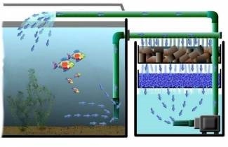 Filtrarea apei în acvariu