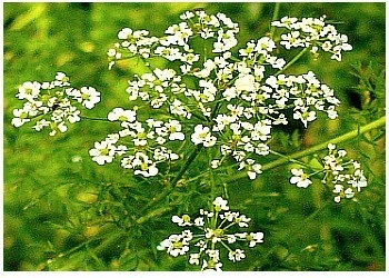 Fitoterapia și medicina tradițională în tratamentul oncologic al cancerului de creier de plante și remedii naturale, (cancer) Fitoterapia și medicina tradițională în tratamentul oncologic al cancerului cerebral prin ierburi și remedii naturale,