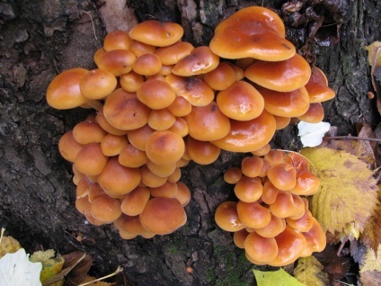 Flammulina - ciupercă de iarnă comestibilă