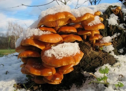 Flammulina - ciupercă de iarnă comestibilă