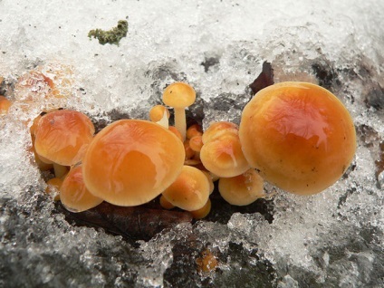 Фламмуліна - їстівний зимовий гриб