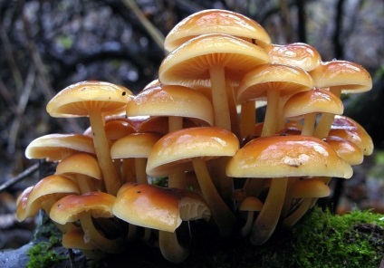 Фламмуліна - їстівний зимовий гриб
