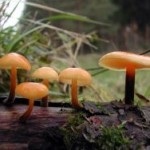 Flummulina - mlaștină de iarnă, colectoare de ciuperci plăcute din toamnă până în primăvară