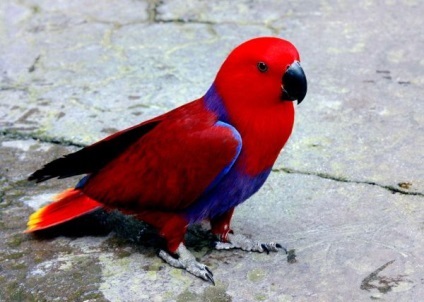 Imagini de papagali - știri despre animale, animale rare și animale mitice