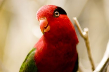 Imagini de papagali - știri despre animale, animale rare și animale mitice
