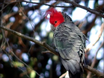 Фотографії папуг - новини про тварин, рідкісні тварини і міфічні тварини на