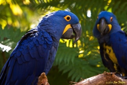 Фотографії папуг - новини про тварин, рідкісні тварини і міфічні тварини на