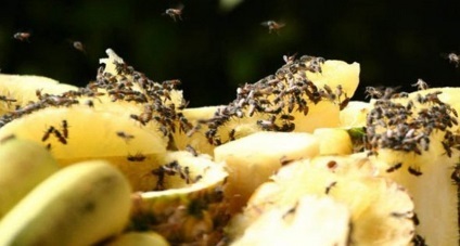 Fructe muguri fotografie, cum să apară și cum să scapi