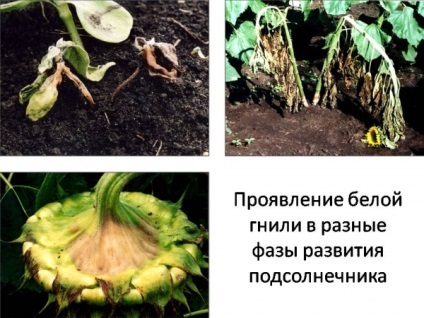 Fungicide pentru soiuri de plante (biologice)