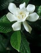 Gardenia - Gardenia, plante, trage, sol, udare, îngrășământ, dăunători, floare